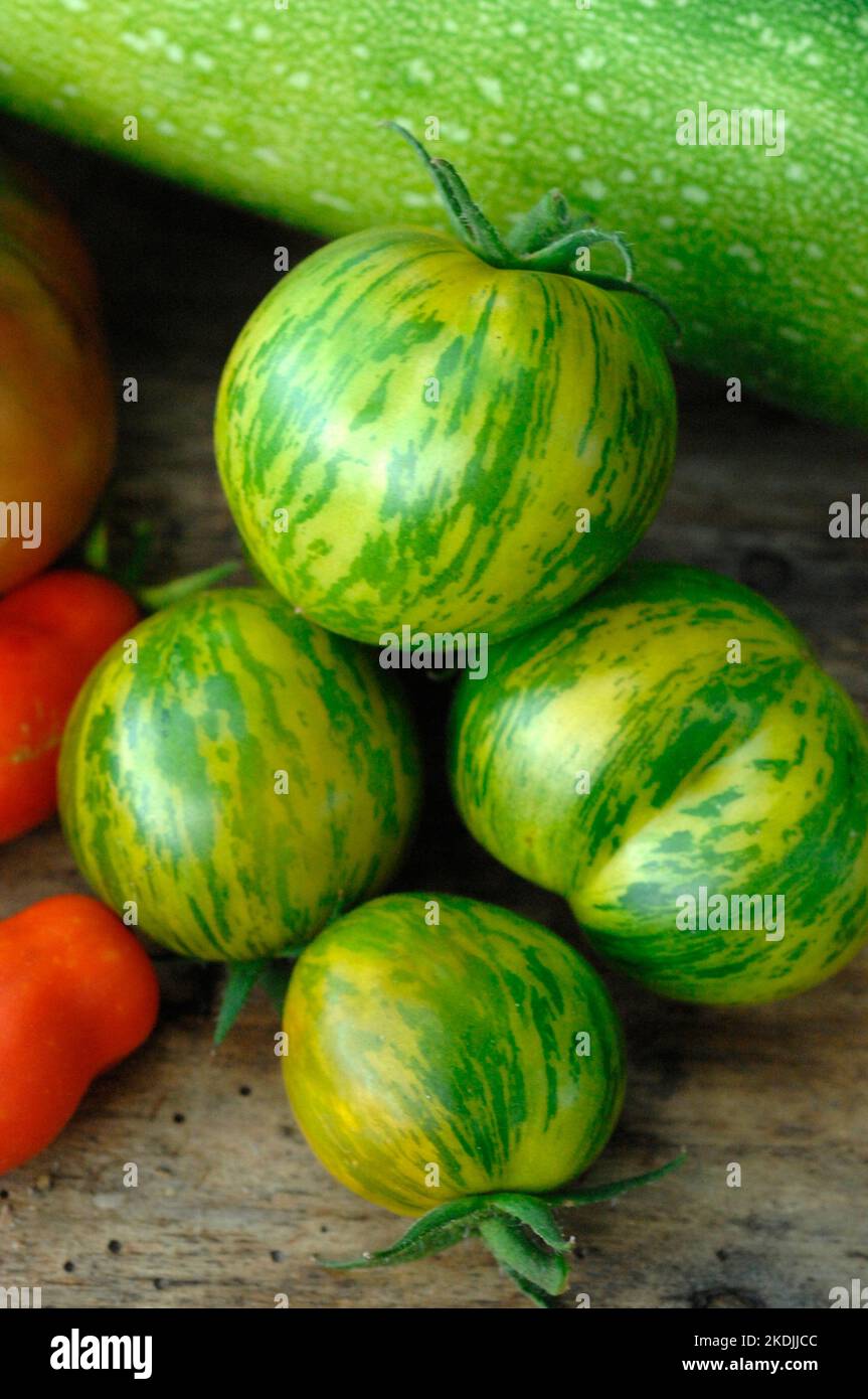'Green Zebra' tomatoes (Solanum lycopersicum Stock Photo Alamy