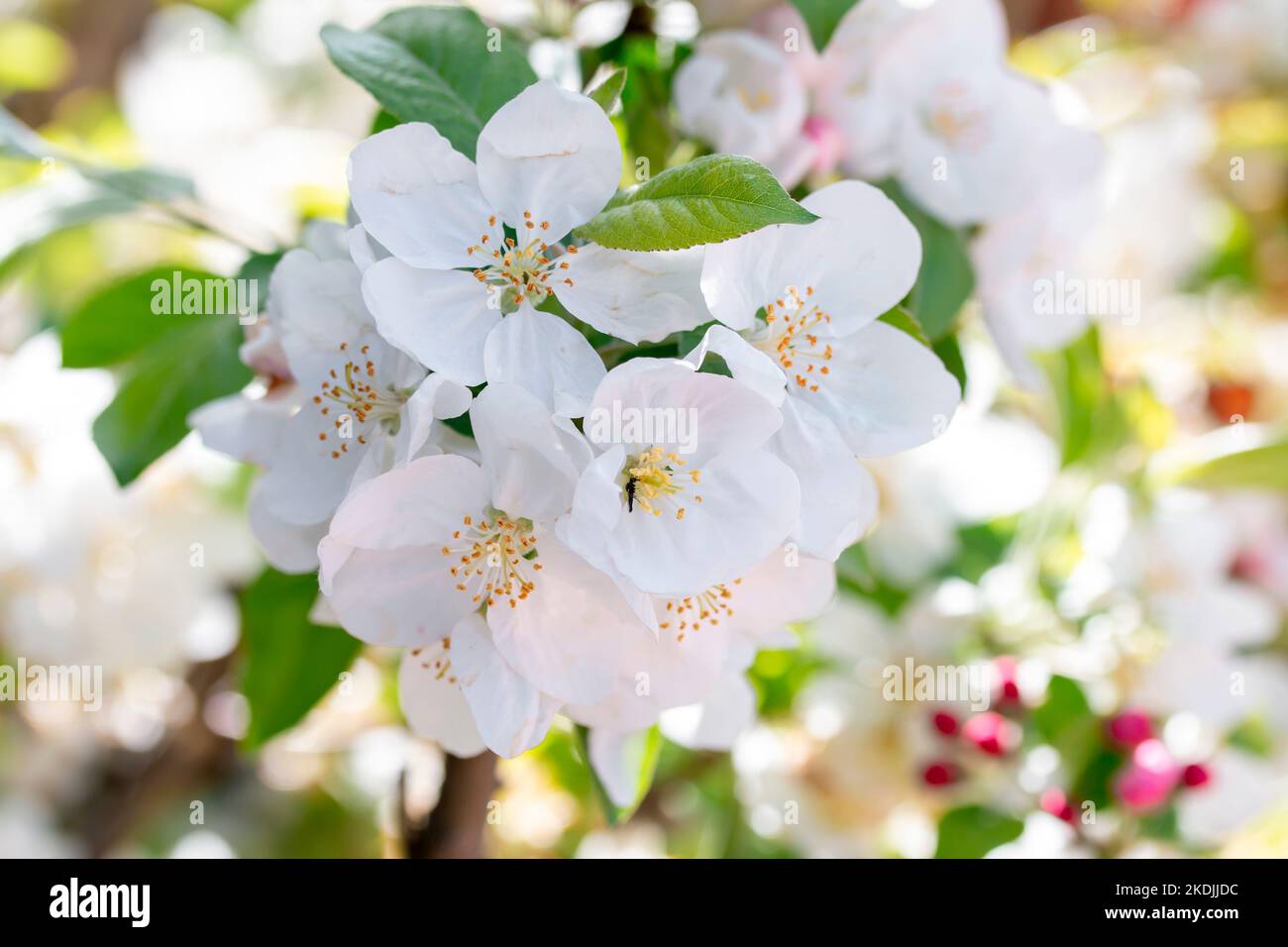 Blossoms of Crabapple 'Evereste' Stock Photo Alamy