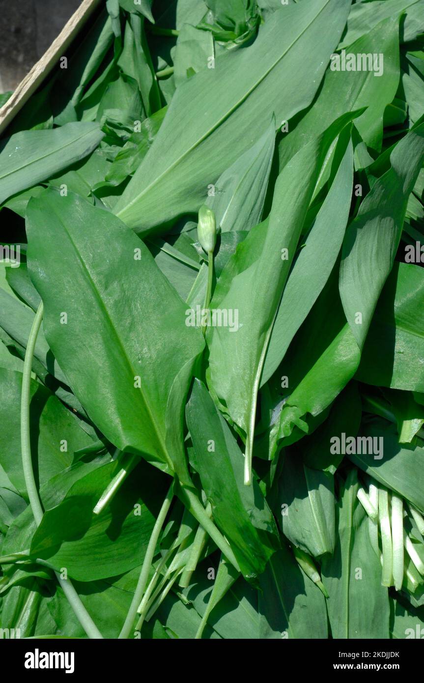 Ramsons (Allium ursinum) cut leaves, wild edible plant Stock Photo Alamy