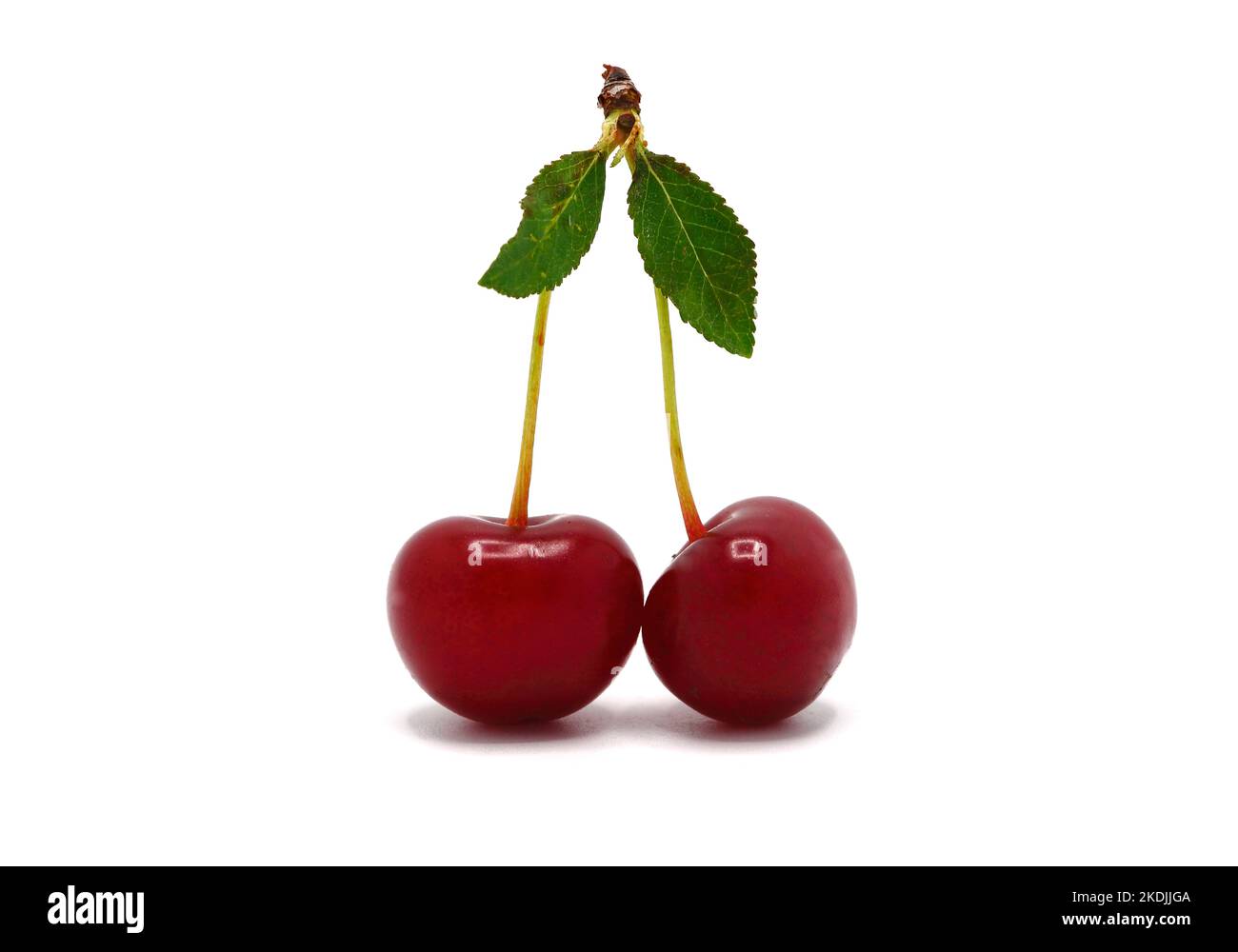 Pair of ripe cherries on a light background. Natural product. Natural ...