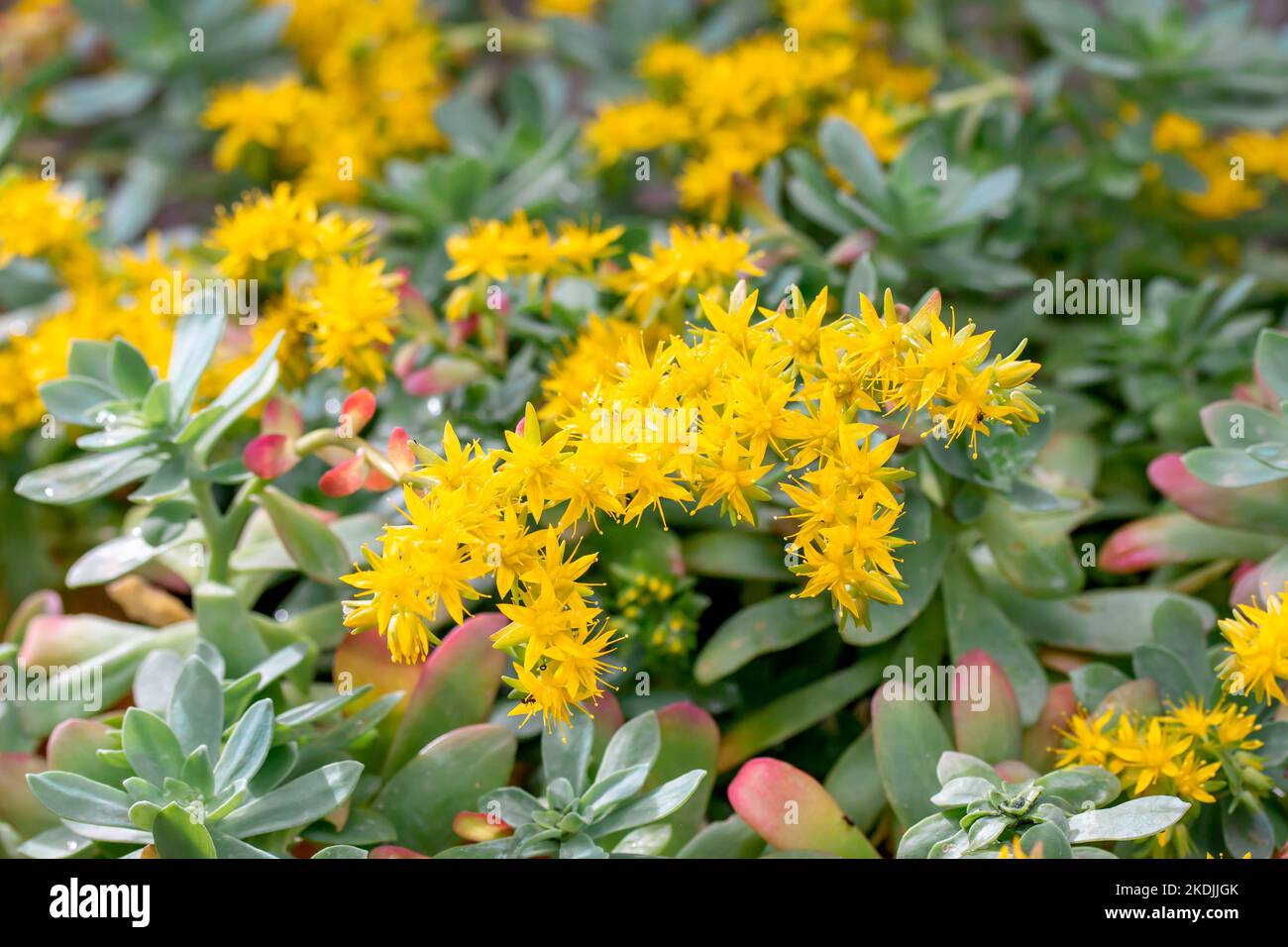 Palmer's Sedum (Sedum palmeri) in bloom Stock Photo - Alamy