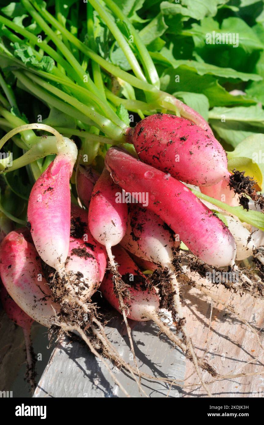 Radish (Raphanus sativus), edible roots Stock Photo Alamy