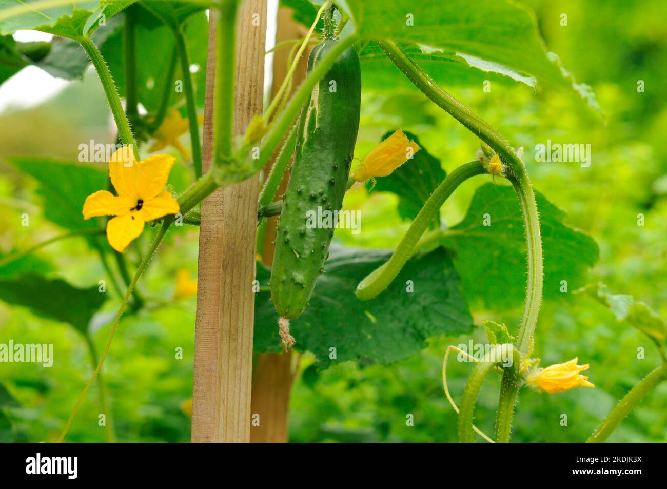 Cucumber type hi-res stock photography and images - Alamy