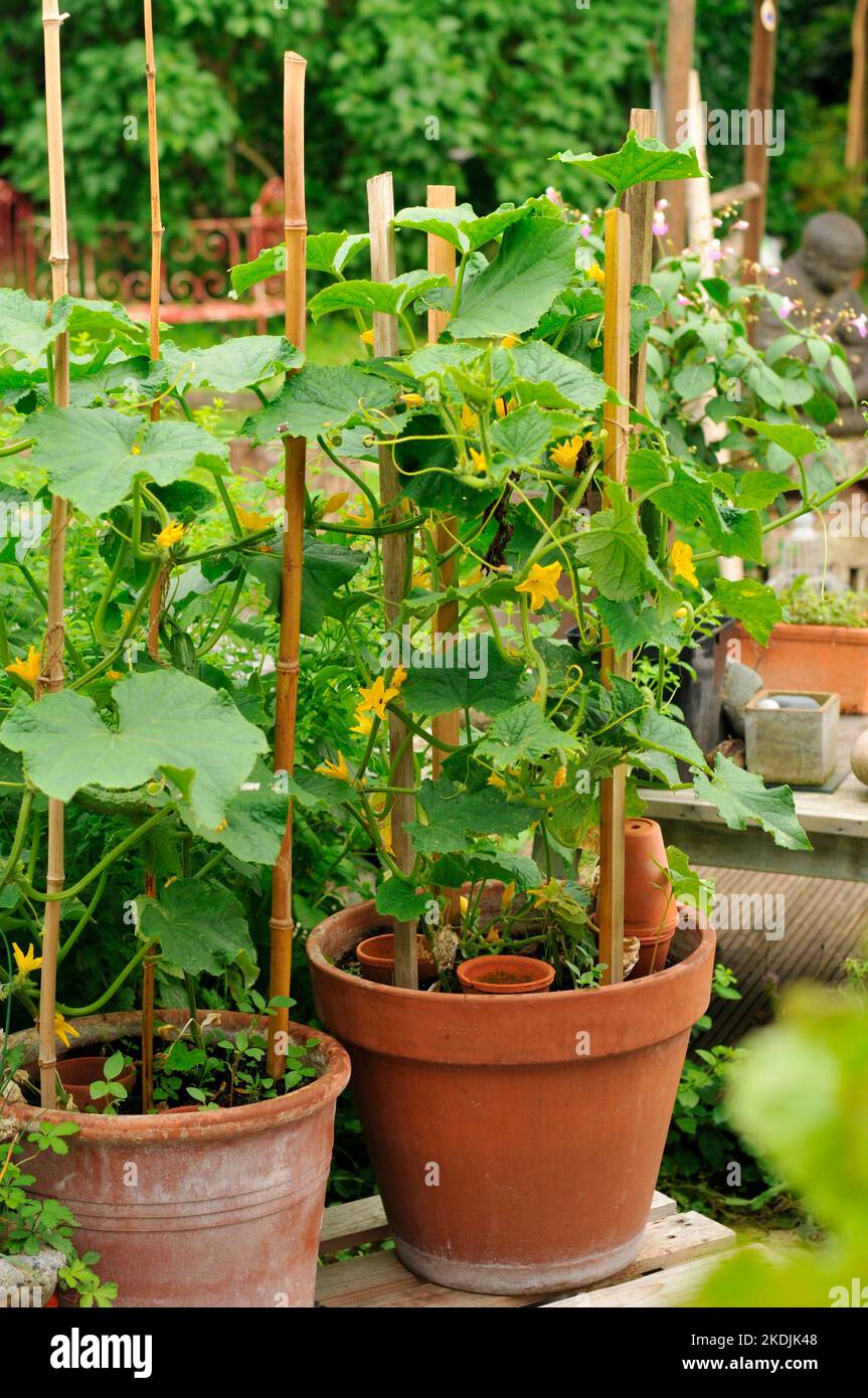 Cucumber (Cucumis sativus) fruit and flower of cucumber, climbing plant