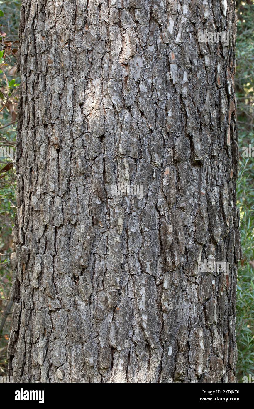 Aleppo pine (Pinus halepensis), bark Stock Photo