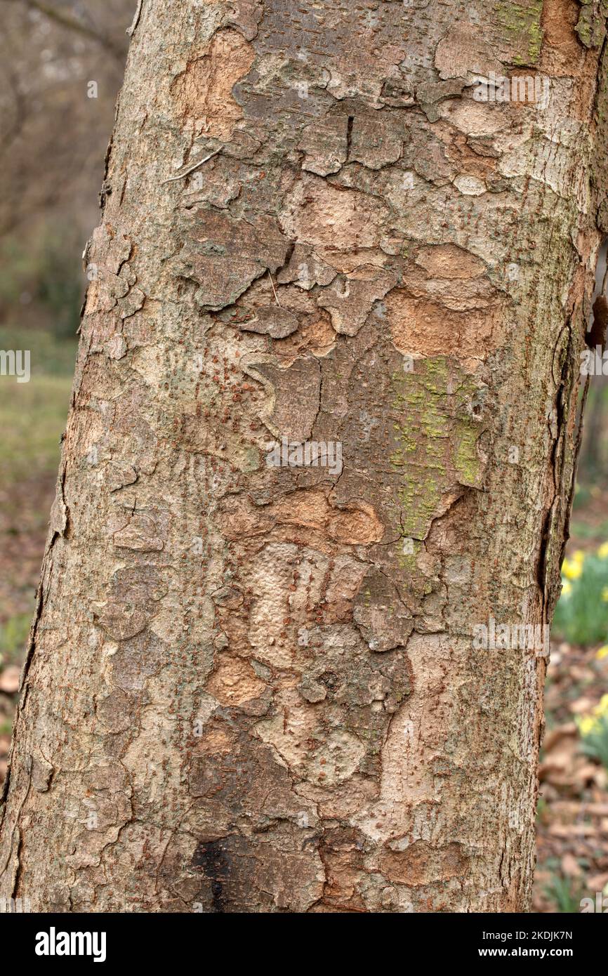 Japanese elm (Zelkova serrata), bark Stock Photo Alamy