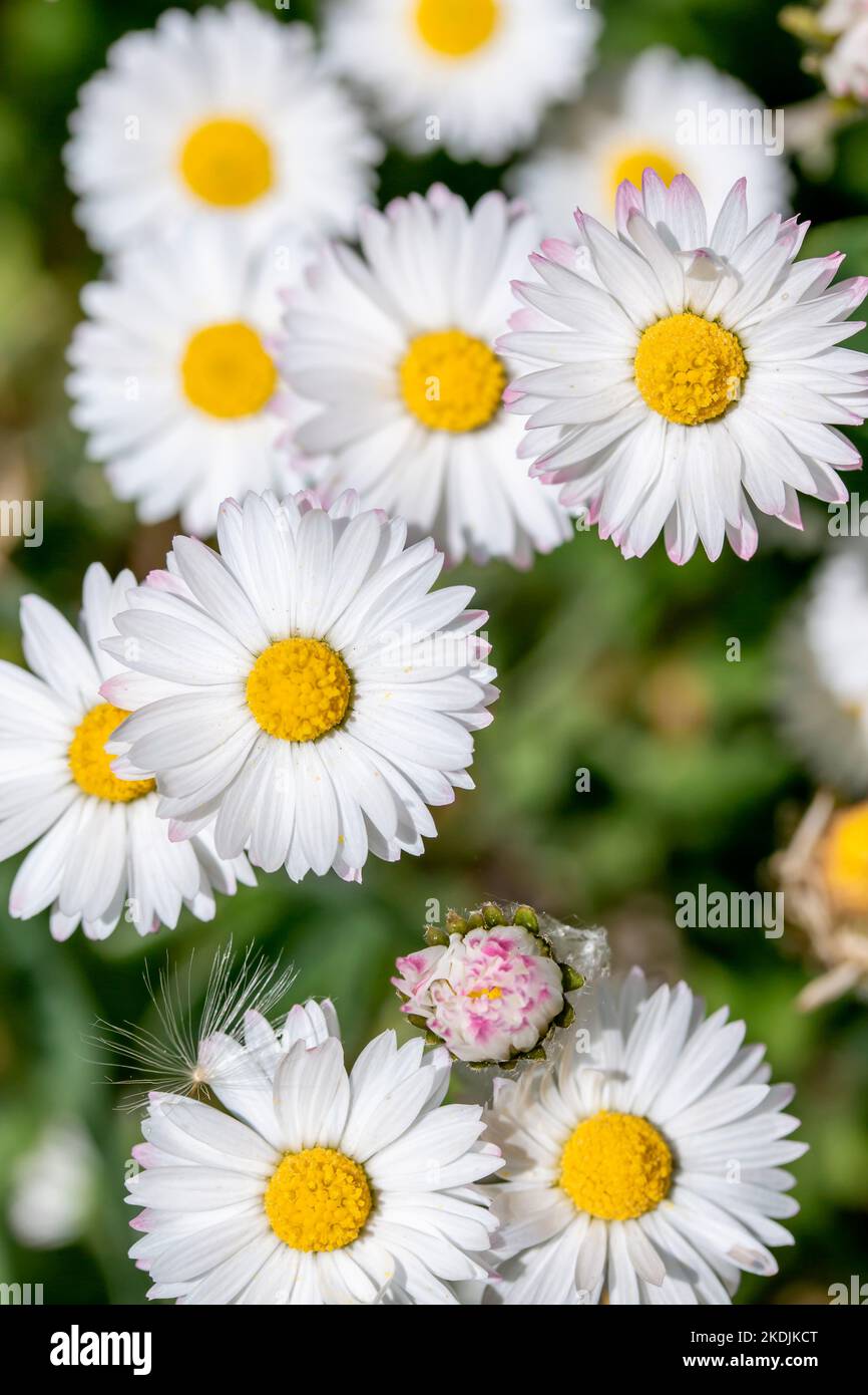 Common daisies (Bellis perennis), Gard, France Stock Photo