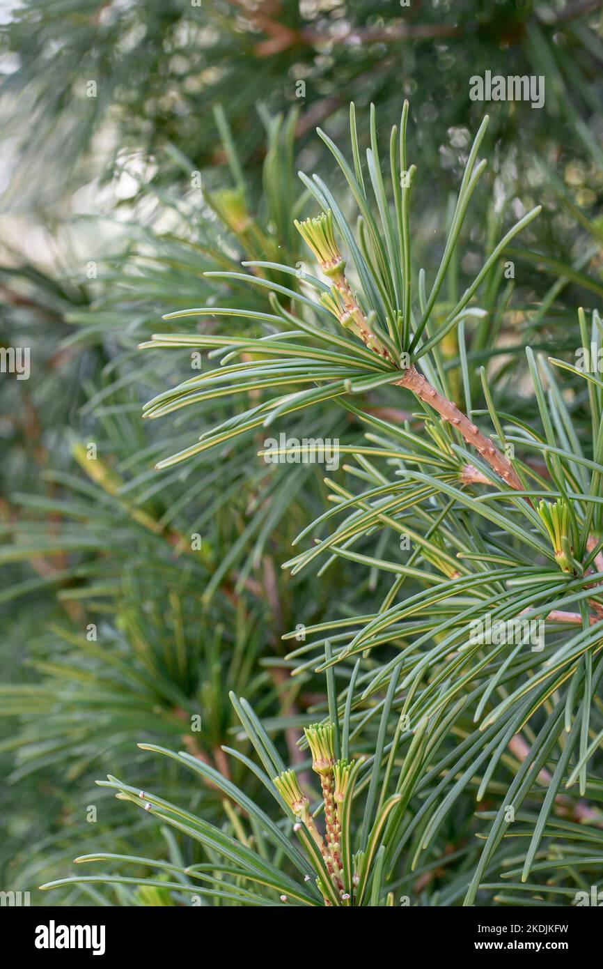 Japanese umbrellapine (Sciadopitys verticillata) in spring Stock Photo