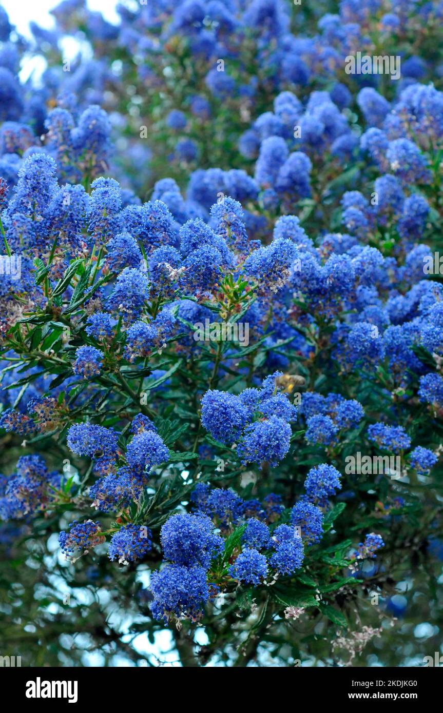 Ceanothus (Ceanothus sp), blue flowering shrub Stock Photo Alamy