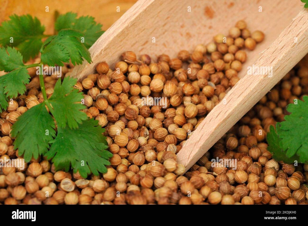 Coriander (Coriandrum sativum) seeds with Coriander leaf in a plate and