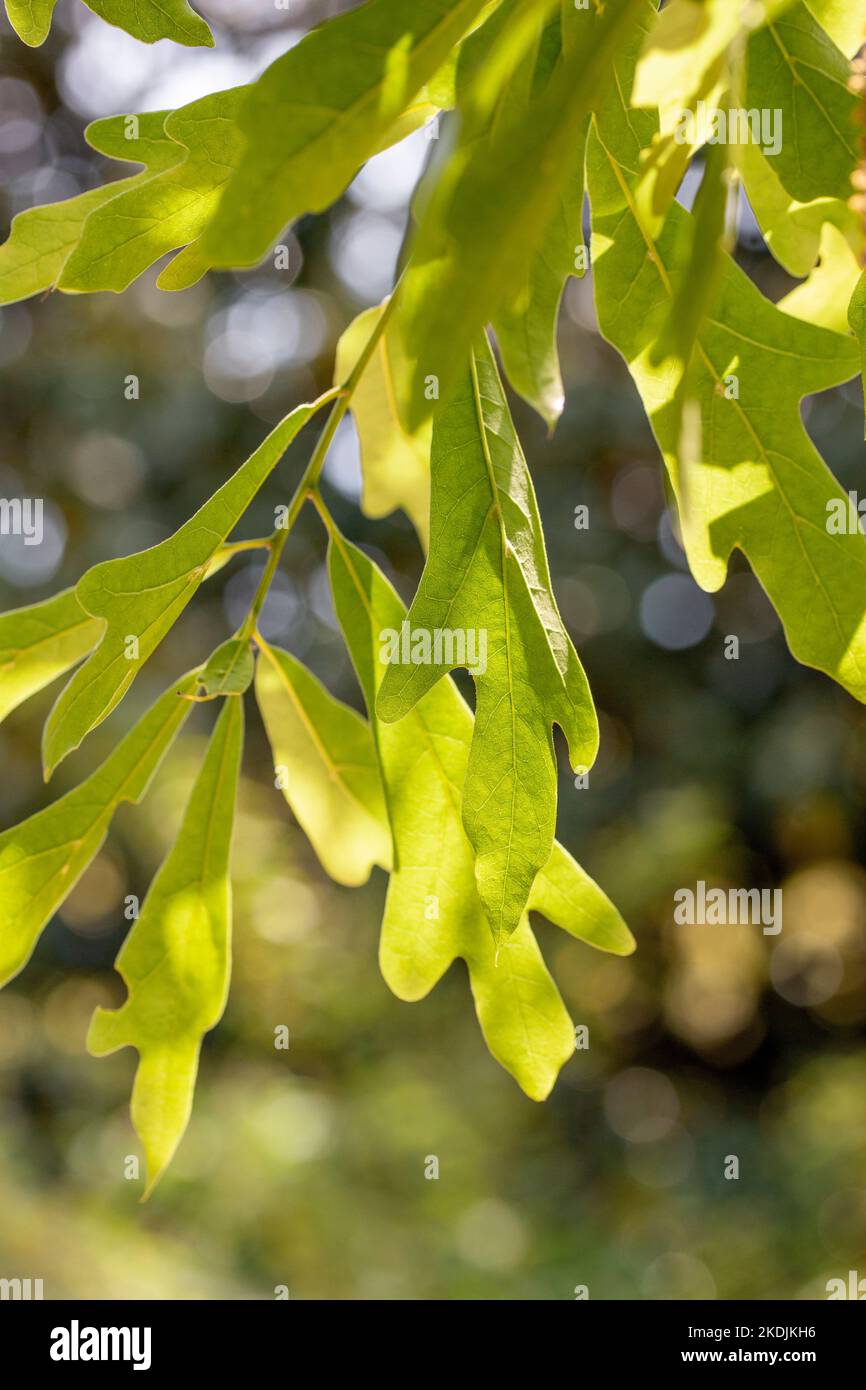 Water oak (Quercus nigra) young leaves in spring, Gard, France Stock Photo Alamy