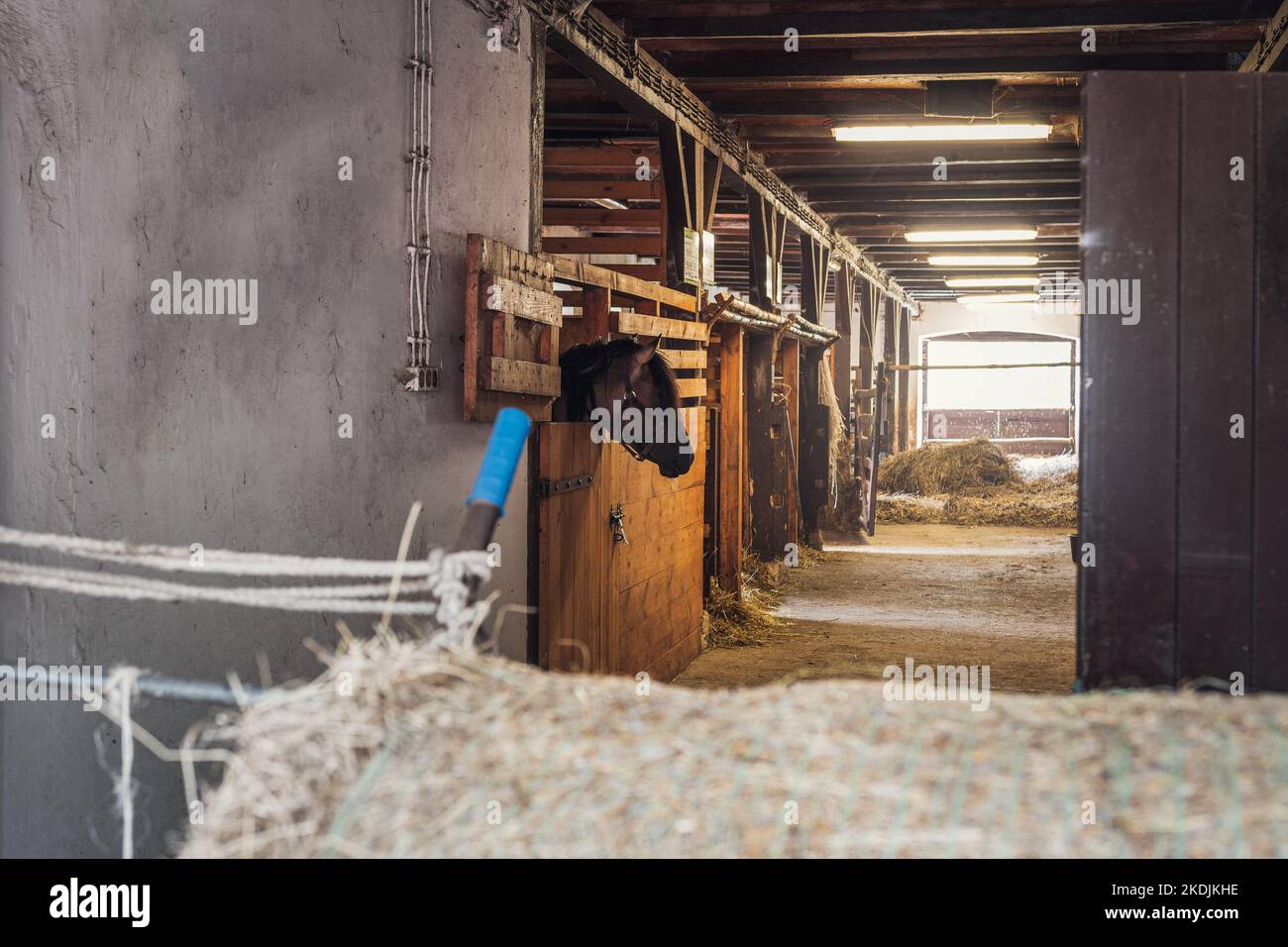 Interior of stable in horse breeding in Florianka, Zwierzyniec, Roztocze, Poland. Clean hay