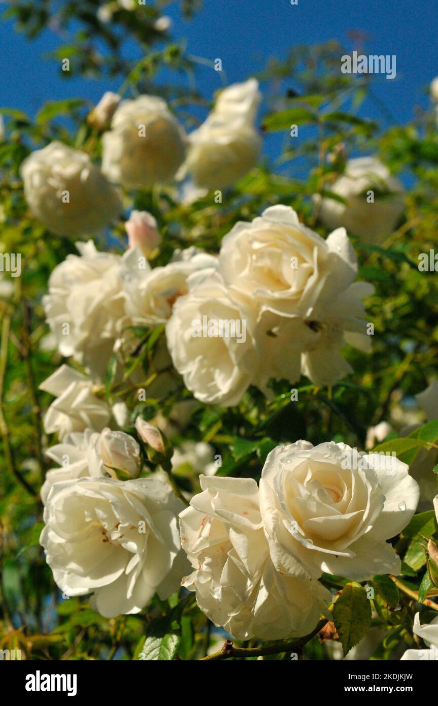 White Roses of Climbing Rose 'Iceberg Stock Photo Alamy
