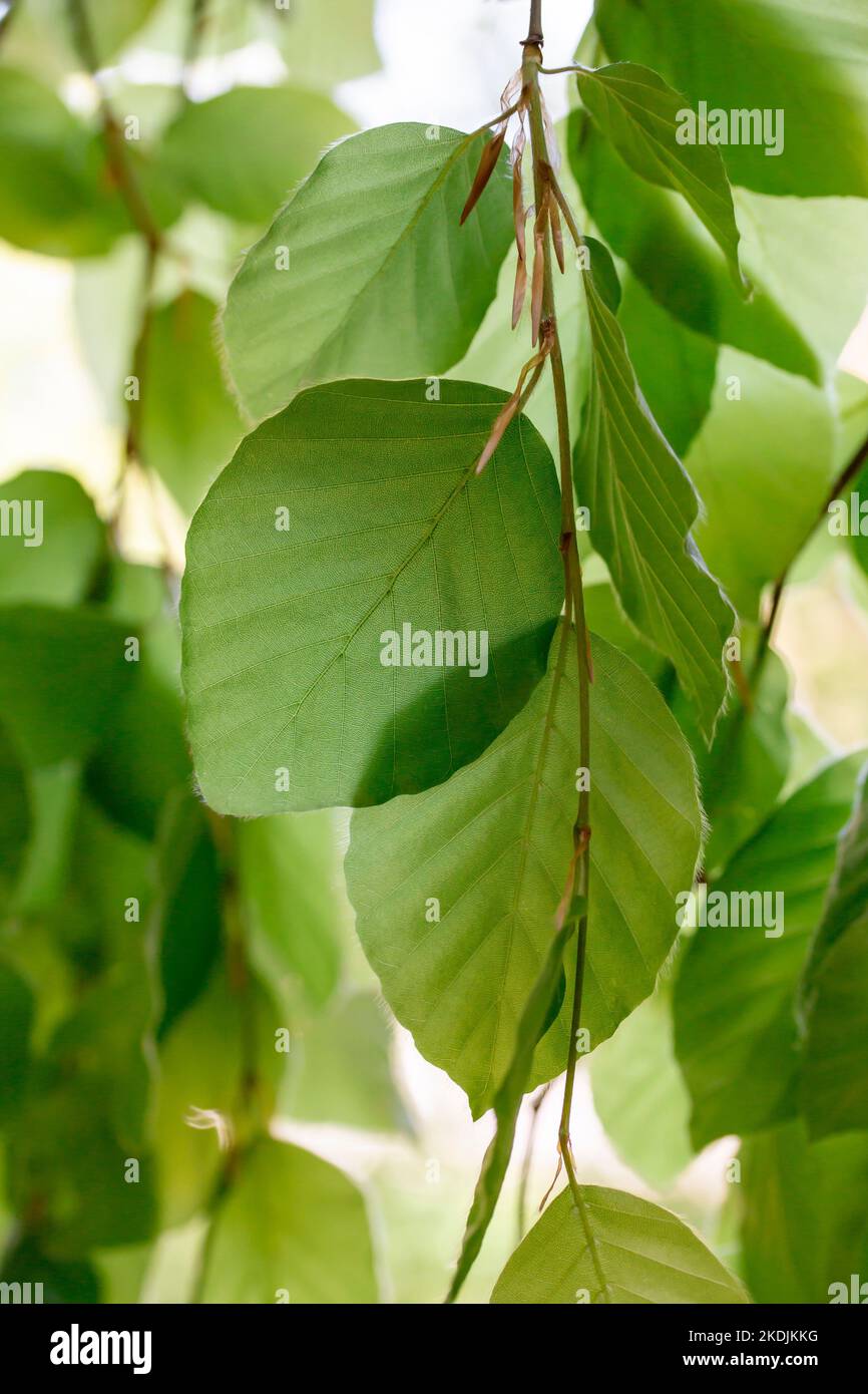 Leaves of a Weeping beech tree (Fagus sylvatica 'Pendula') in spring, Gard, France Stock Photo