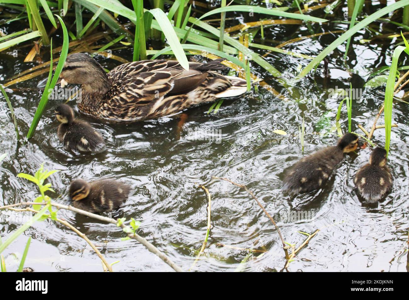 A duck  female swims with ducklings and catches small fish Stock Photo