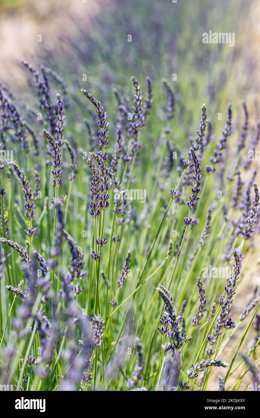 Dutch lavender (Lavandula x intermedia) 'Grosso' Stock Photo Alamy