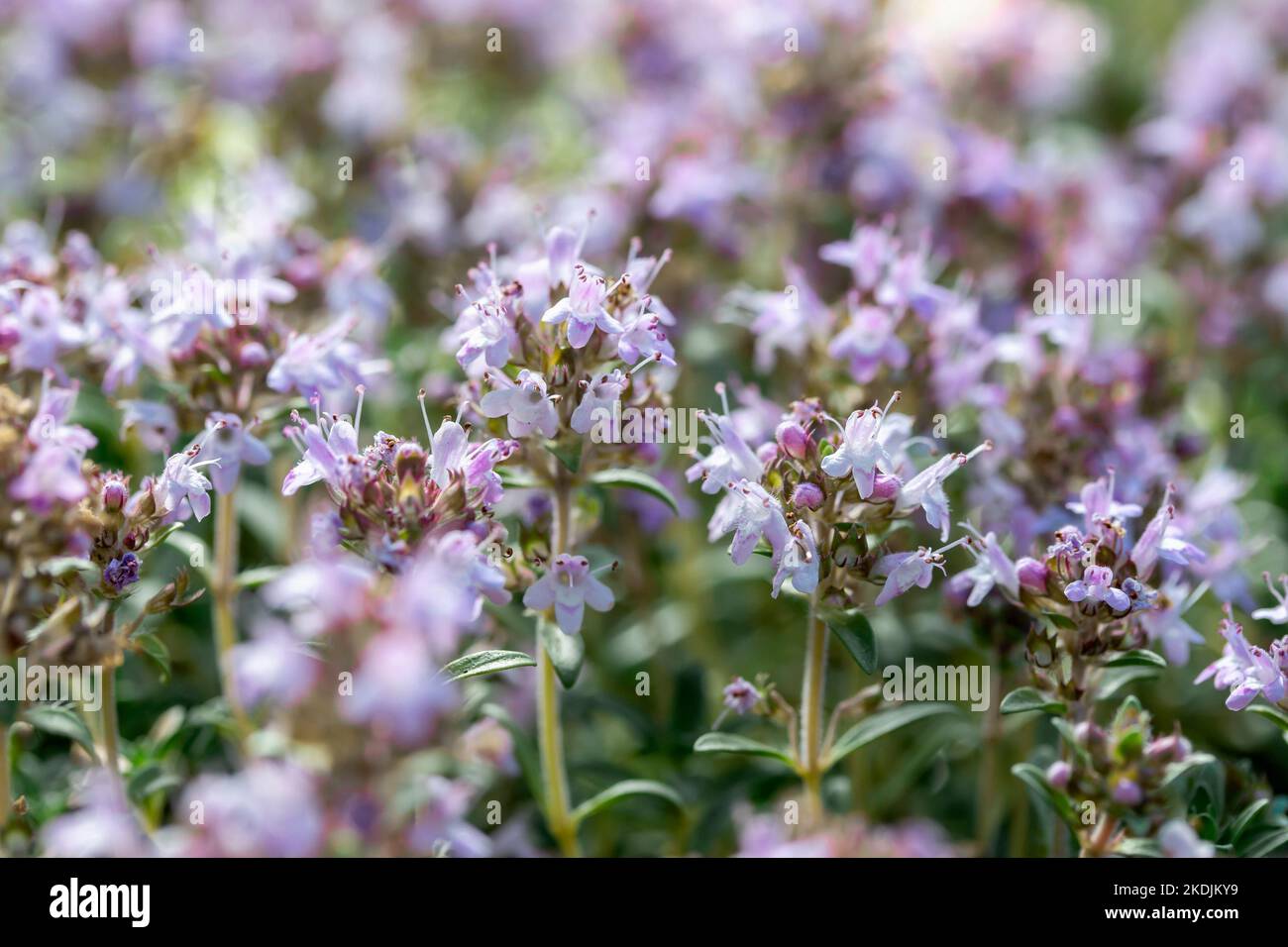 Mediterrranean creeping thyme (Thymus longicaulis Stock Photo Alamy