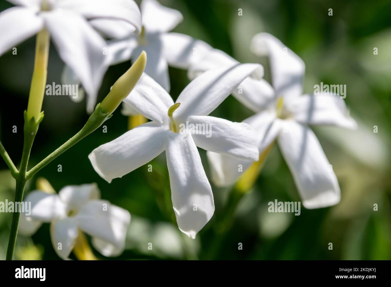 Lemonscented jasmine (Jasminum azoricum Stock Photo Alamy