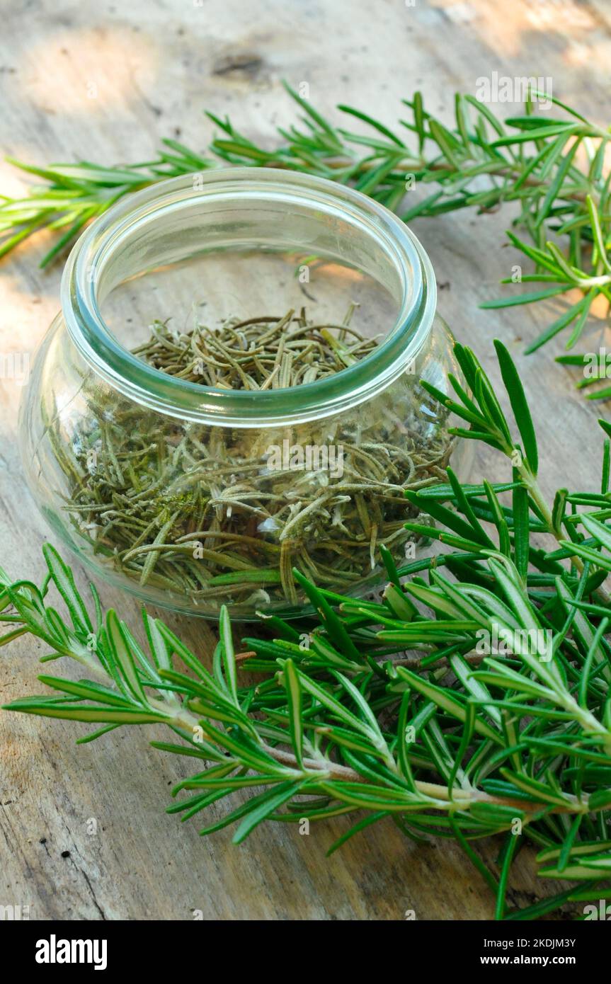 Rosemary (Rosmarinus officinalis). Fresh and dried rosemary in a glass