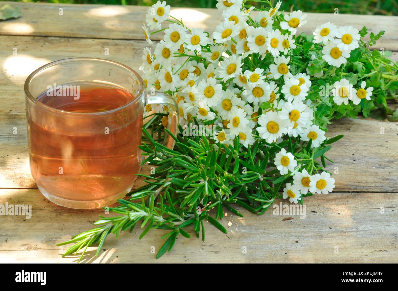 Infusion ChamomileRosemary. Rosemary (Rosmarinus officinalis) and