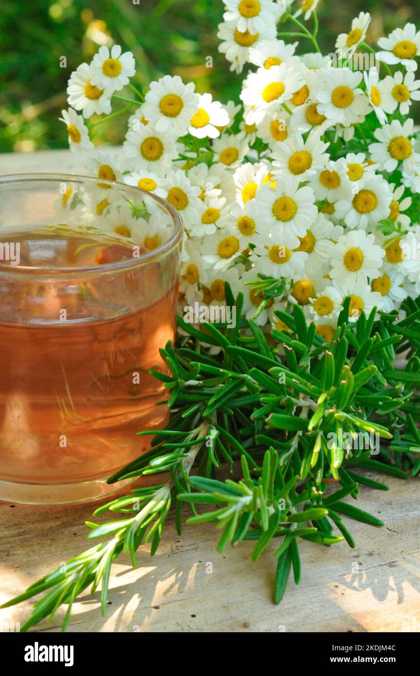 Infusion ChamomileRosemary. Rosemary (Rosmarinus officinalis) and