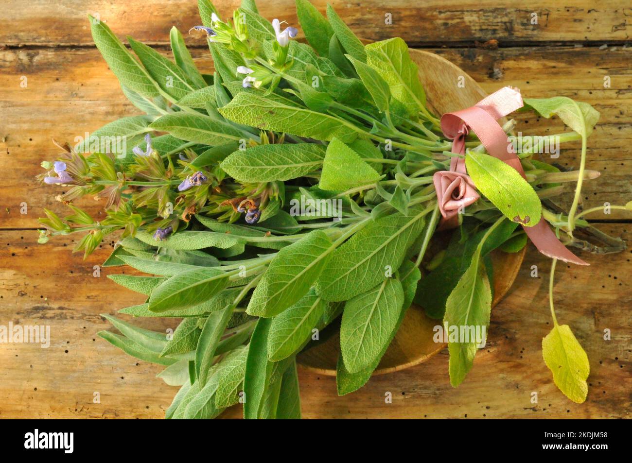 Sage. Fresh Sage (Salvia officinalis) aromatic and medicinal sage leaves in a wooden bowl