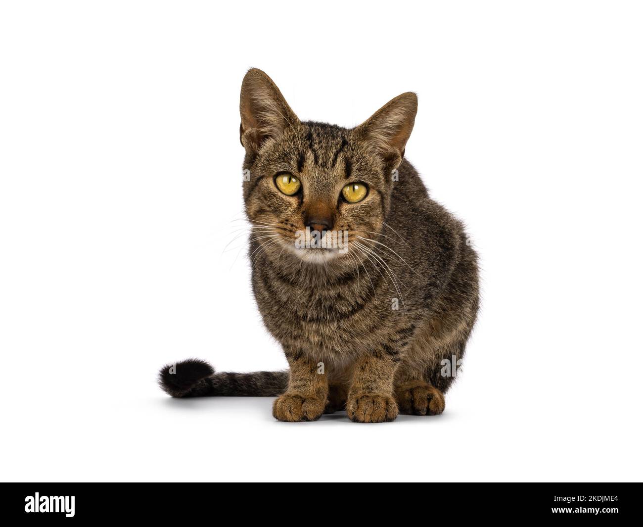 skinny-cat-farm-hi-res-stock-photography-and-images-alamy