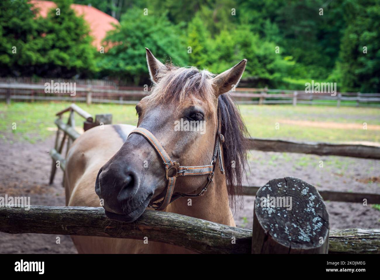 Horse breeding hires stock photography and images Alamy