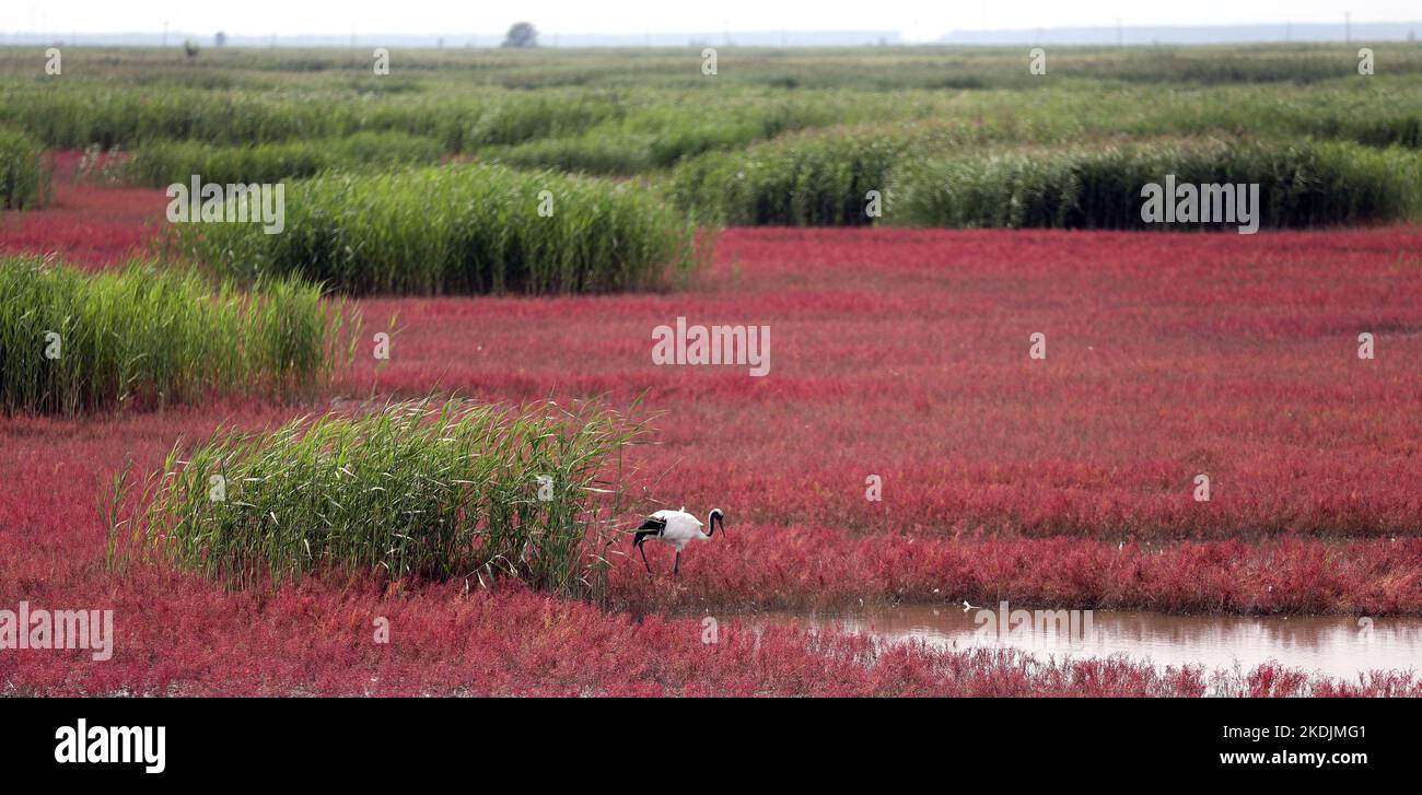 Panjin, China's Liaoning Province. 19th Aug, 2021. A red-crowned crane is seen at the Red Beach scenic area in Panjin, northeast China's Liaoning Province, Aug. 19, 2021. Various types of wetlands have been found in the Liaohe River Delta. The tidelands there are covered by the suaeda salsa, which turn red on the beach in autumn. Credit: Yao Jianfeng/Xinhua/Alamy Live News Stock Photo