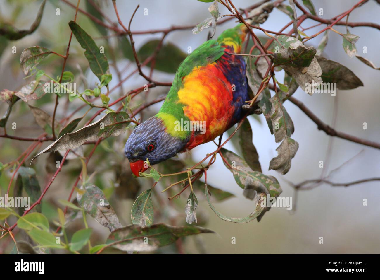 An Australian Rainbow Lorikeet. Stock Photo