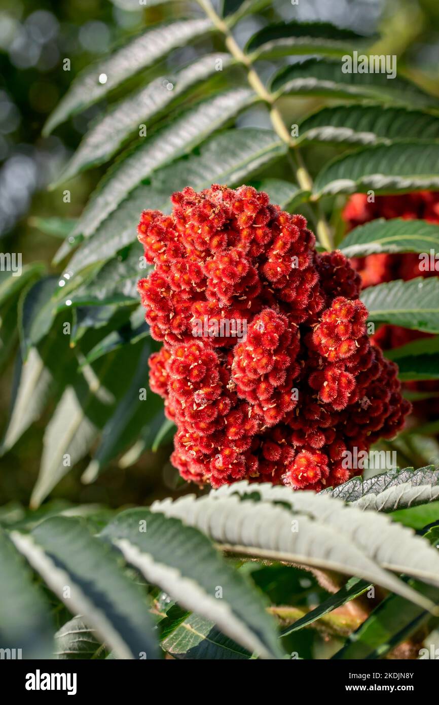Fruit of Staghorn sumac (Rhus typhina) in early summer, Vaucluse, France Stock Photo Alamy