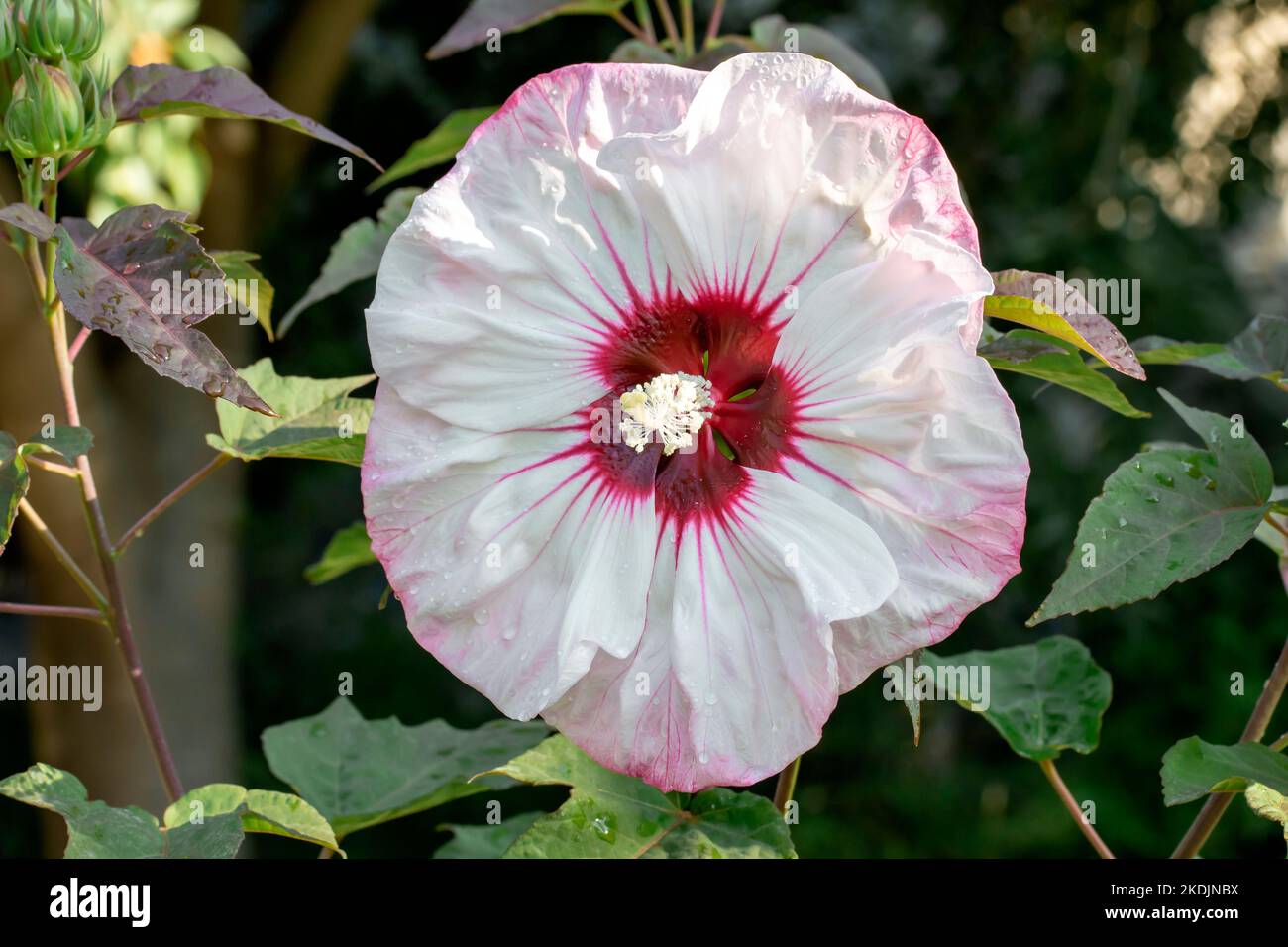 Hibiscus ‘Cherry Cheesecake’ Stock Photo - Alamy