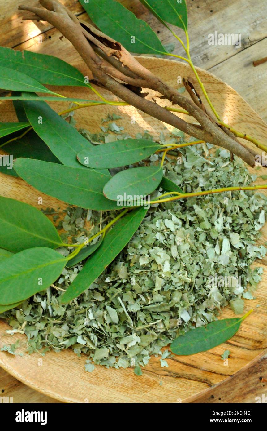 Eucalyptus branches, dried and crushed leaves used for its benefits in
