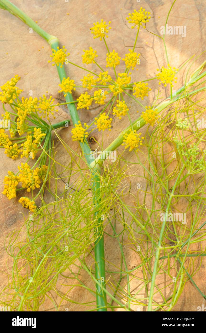 Wild fennel (Foeniculum vulgare), aromatic, purifying and revitalising