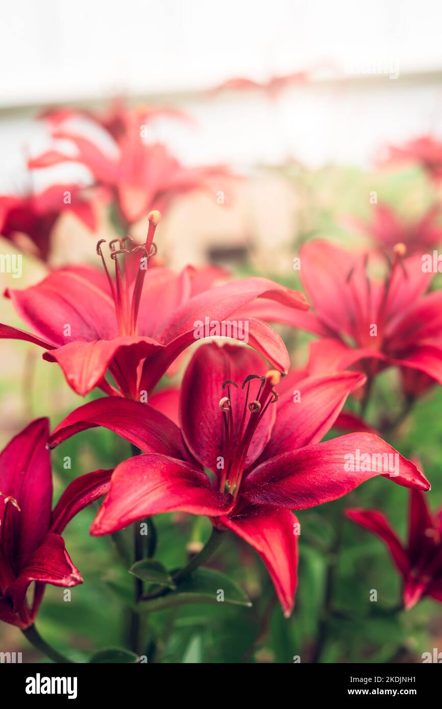 Asiatic Lily Red County. Beautiful painterly shot of flowers Stock