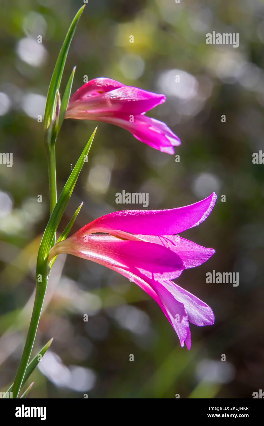 Italian Gladiolus (Gladiolus italicus) flowers in spring in the undergrowth around Hyeres, Var, France Stock Photo