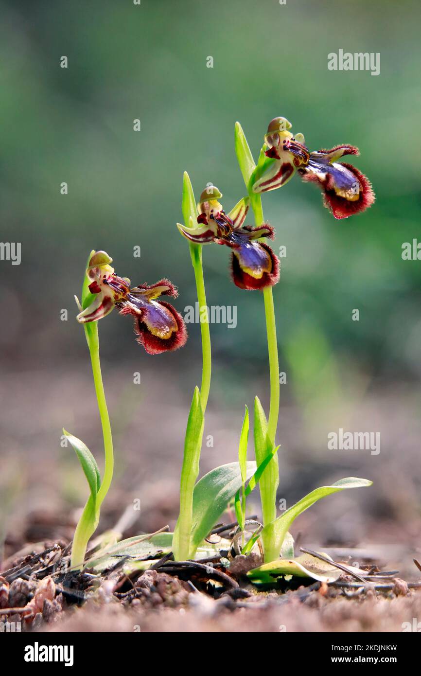 Mirror orchid (Ophrys speculum), 3 flowering plants facing the same direction in spring, undergrowth near Hyeres, Var, France Stock Photo