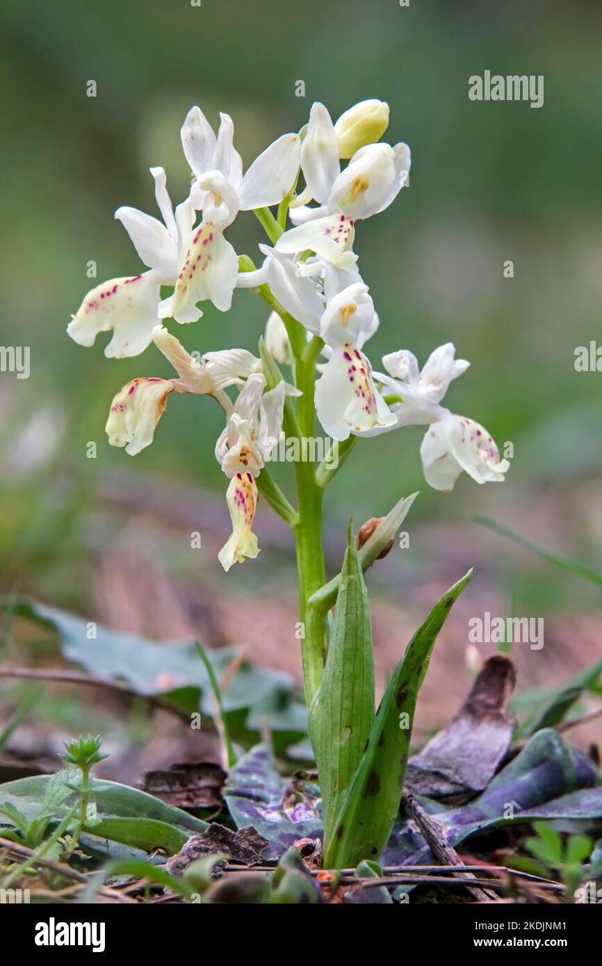 Provence orchid (Orchis provincialis) detail of a flowering plant in spring in an undergrowth near Pierrefeu du Var, Var, France Stock Photo