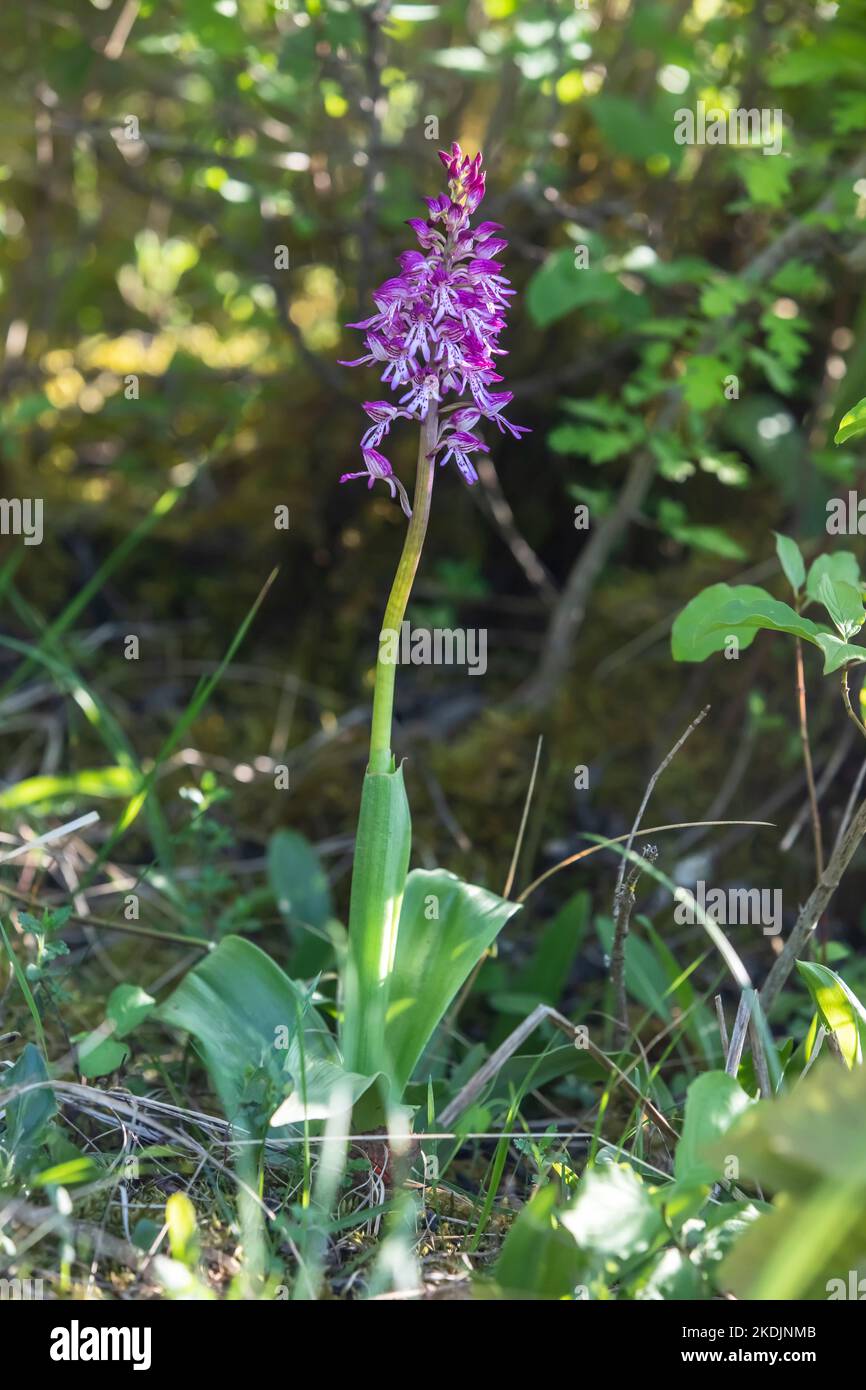 Hybrid Orchis (Orchis purpureax Orchis militaris) solitary plant in flower in spring, limestone grassland of Lorry-Mardigny, Lorraine, France Stock Photo