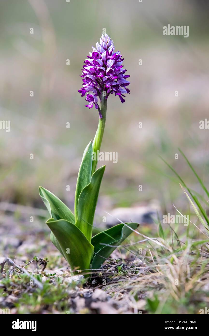 Military orchid (Orchis militaris) solitary plant in flower in spring, Lorry-Mardigny limestone grassland, Lorraine, France Stock Photo
