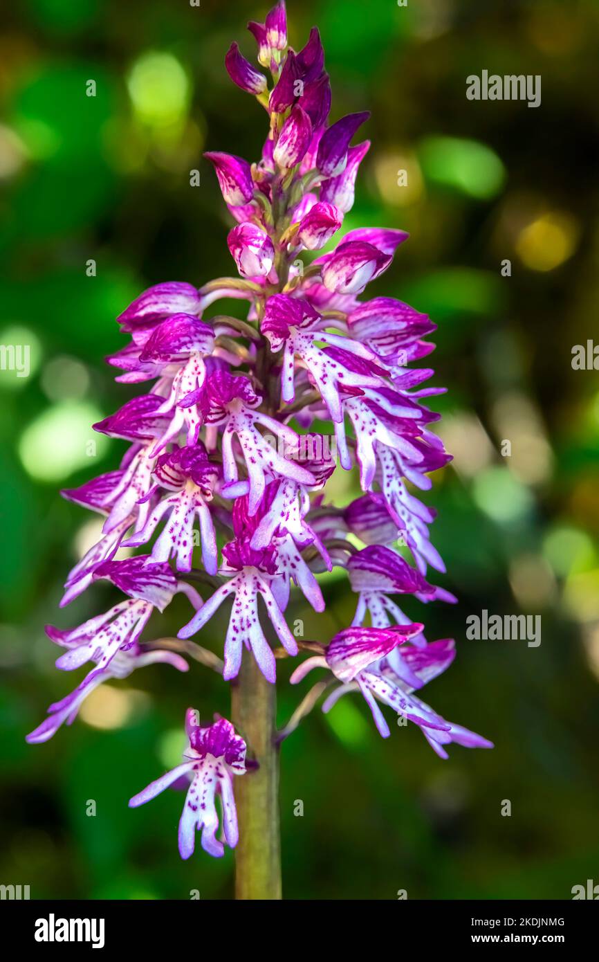 Hybrid Orchis (Orchis purpureax Orchis militaris) Detail of flowers in spring, Lorry-Mardigny limestone lawn, Lorraine, France Stock Photo