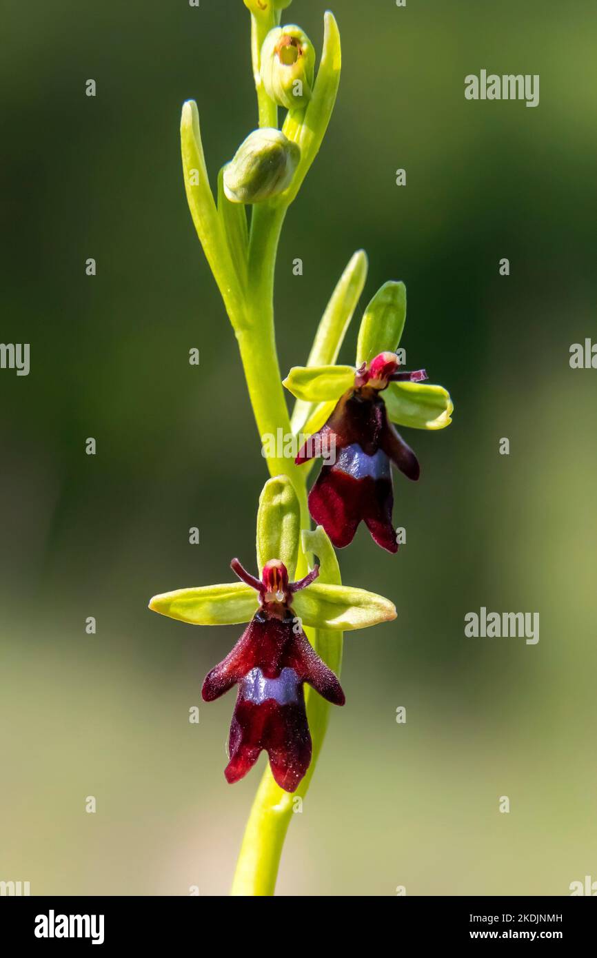 Fly orchid (Ophrys insectifera) detail of flowers in spring, Lorry-Mardigny limestone lawn, Lorraine, France Stock Photo