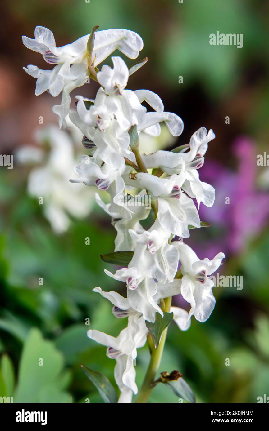 Spring fumewort (Corydalis solida), white flowers on the ground of an undergrowth in spring, at the edge of the Moselle river near Liverdun, Lorraine, France Stock Photo