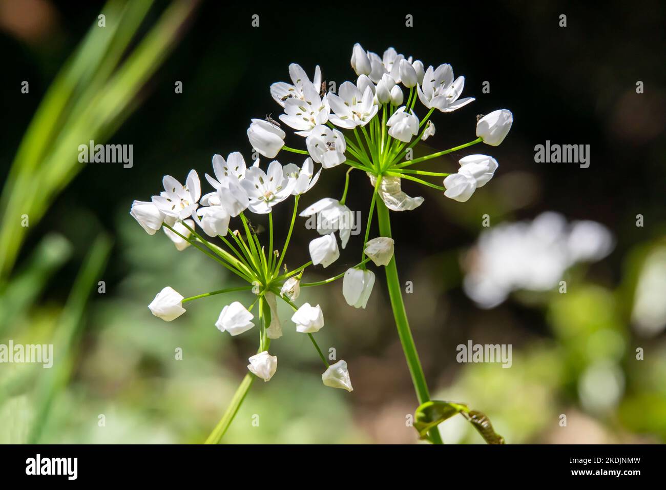 White Garlic (Allium neapolitanum), detail of flowers in spring, undergrowth near Hyeres, Var, France Stock Photo