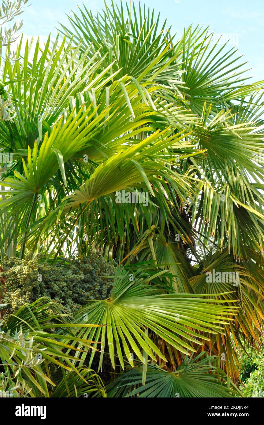 Horticultural palm (Arecaceae sp) in the garden Stock Photo