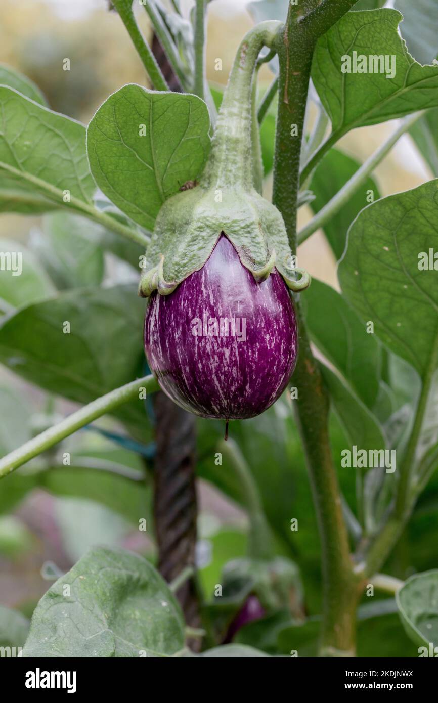 Graffiti eggplant, grafted plant Stock Photo Alamy