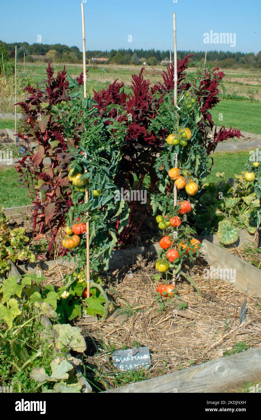 Growing Tomatoes (Solanum lycopersicum) variety 'Marmande Garnier' and stakes in front of Amaranths Stock Photo