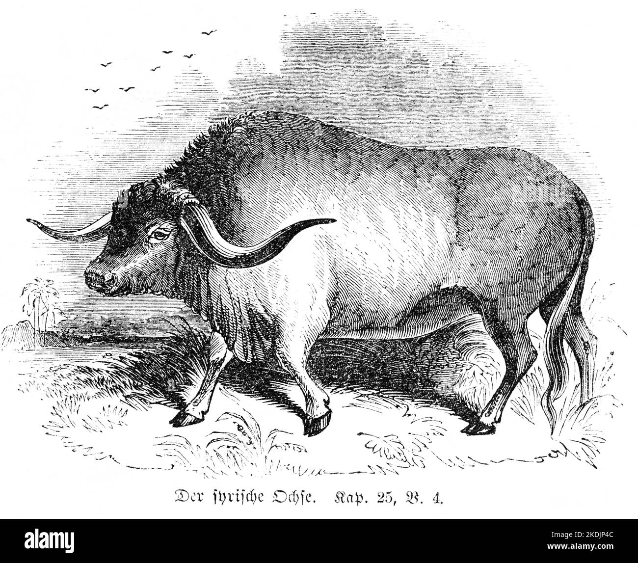 The Syrian ox  treading corn, der syrische Ochse, Bible,  Old Testament, Fifth  Book  Moses, Chapterl 25 , Vere 4 Stock Photo