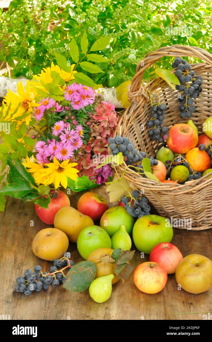 Autumn fruits, Grapes, White figs and different varieties of apples