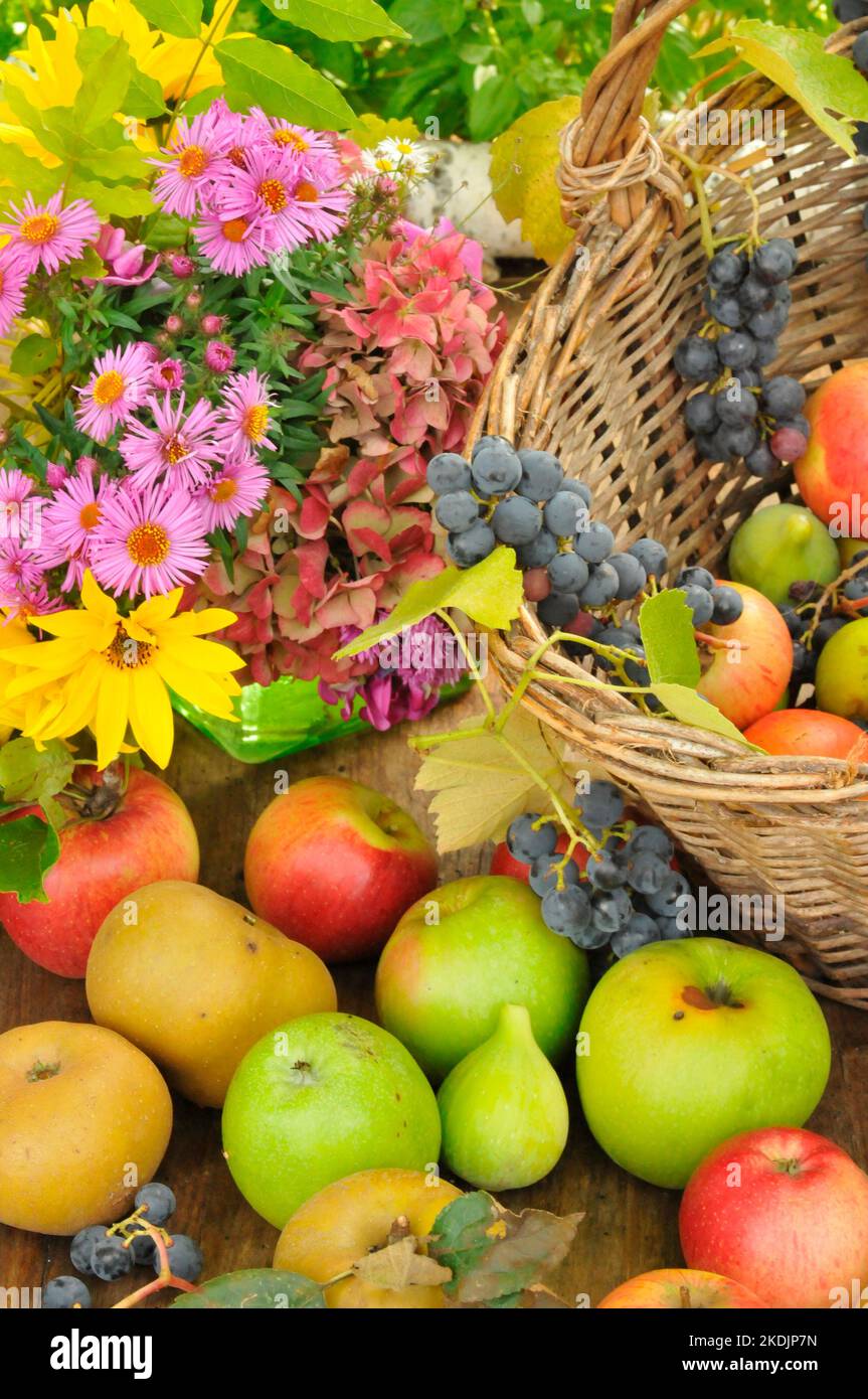 Autumn fruits, Grapes, White figs and different varieties of apples